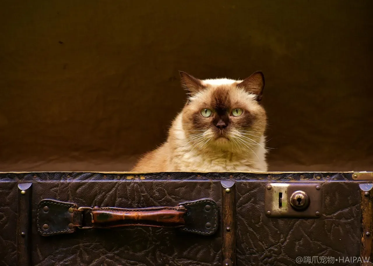 猫咪换粮怎么过渡？7日换粮法、肠胃应激预防与翻车处理指南