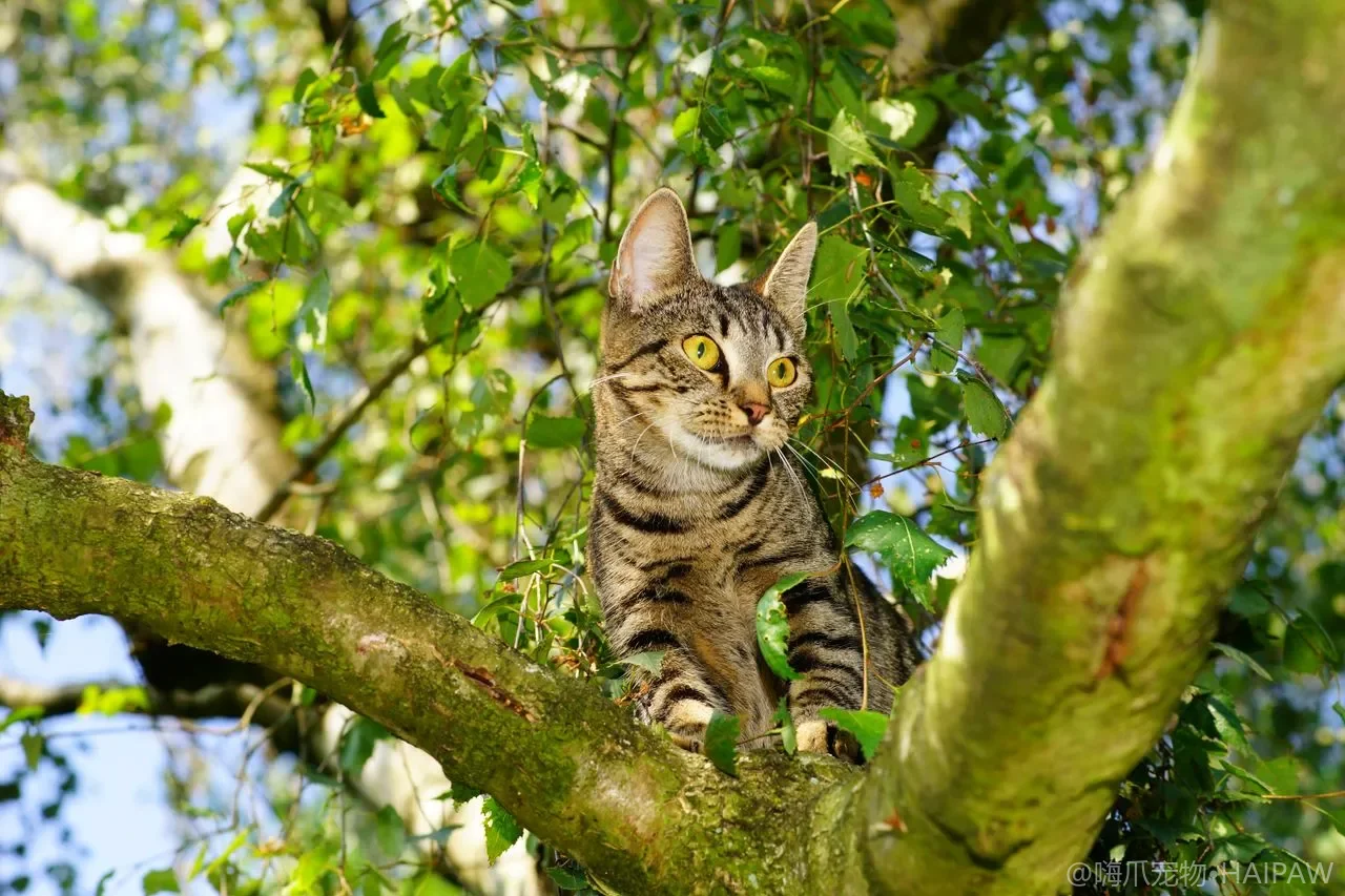 猫咪罐头怎么喂？主食罐vs零食罐、挑选要点与喂食量指南