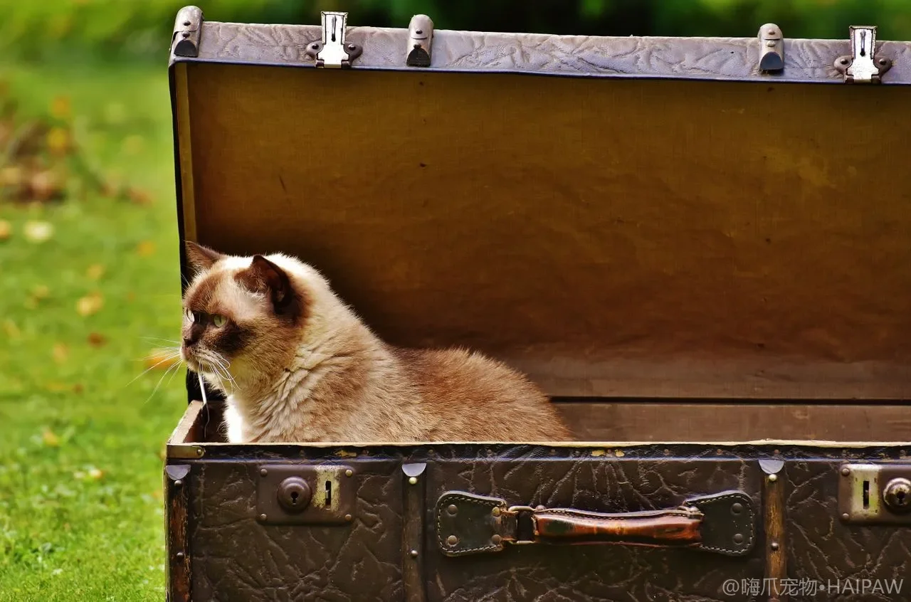 猫支气管哮喘是什么？猫哮喘的症状与家庭管理