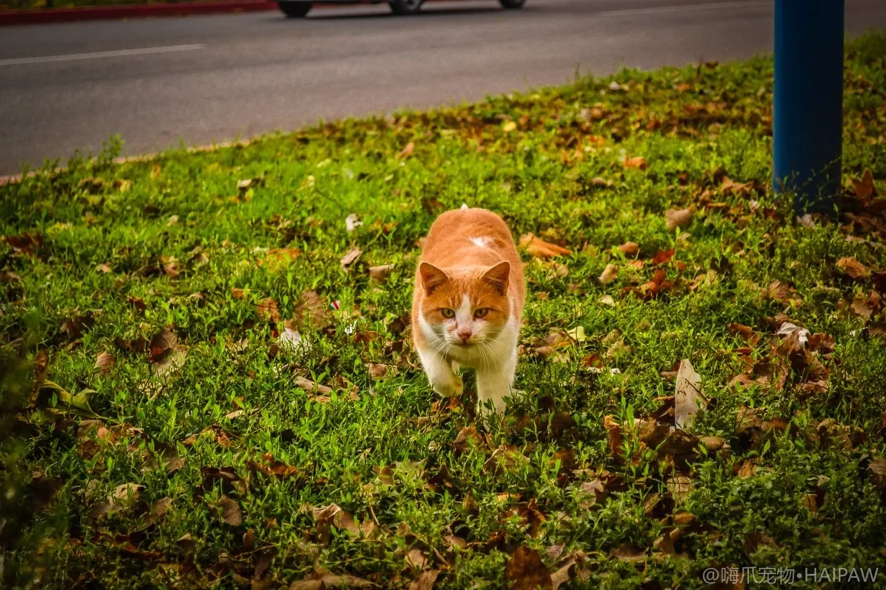 猫咪反复挠痒掉毛？食物过敏与环境过敏的排查思路