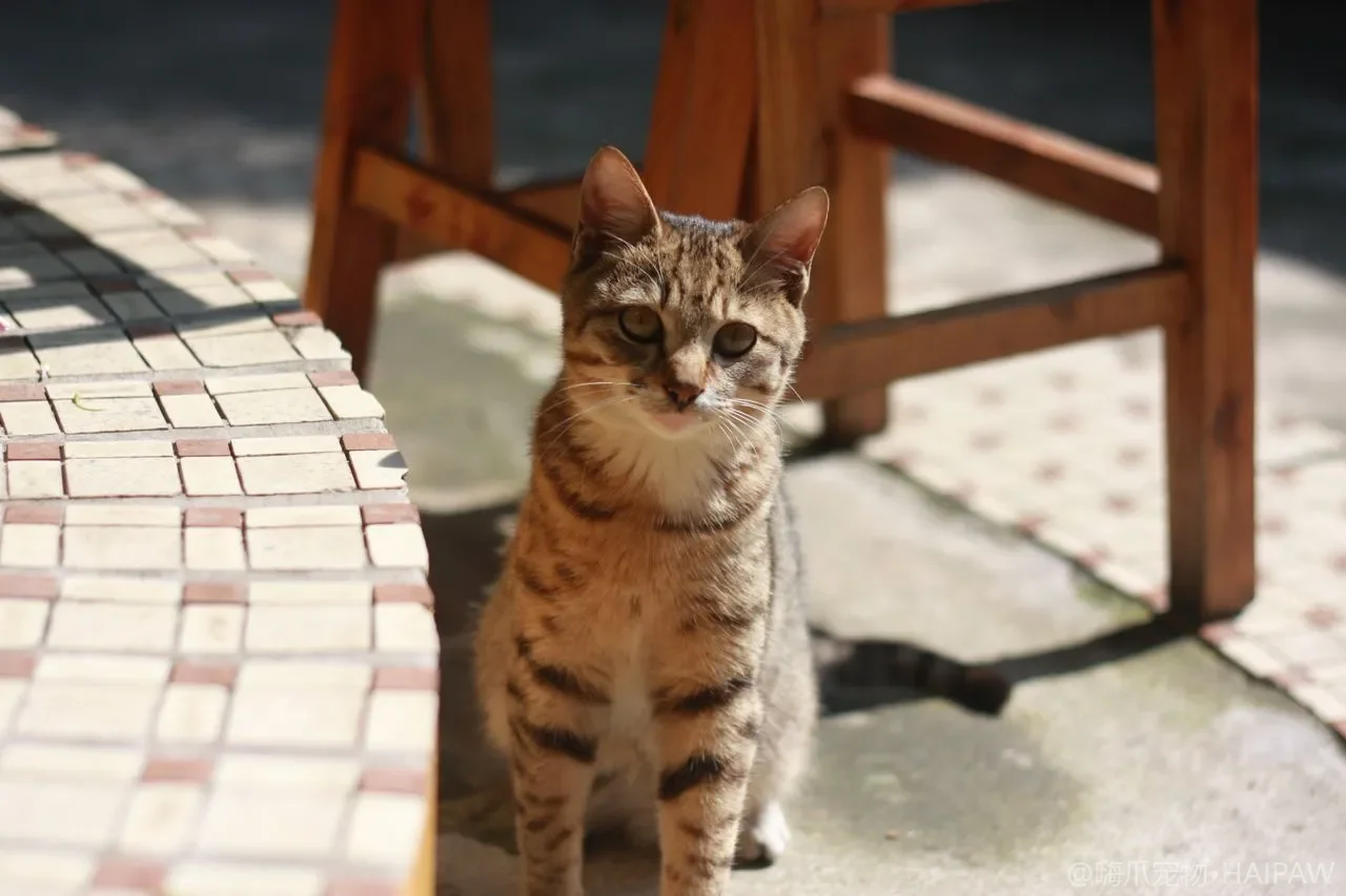 猫咪眼睛发红流泪怎么办？结膜炎与角膜损伤的居家处理