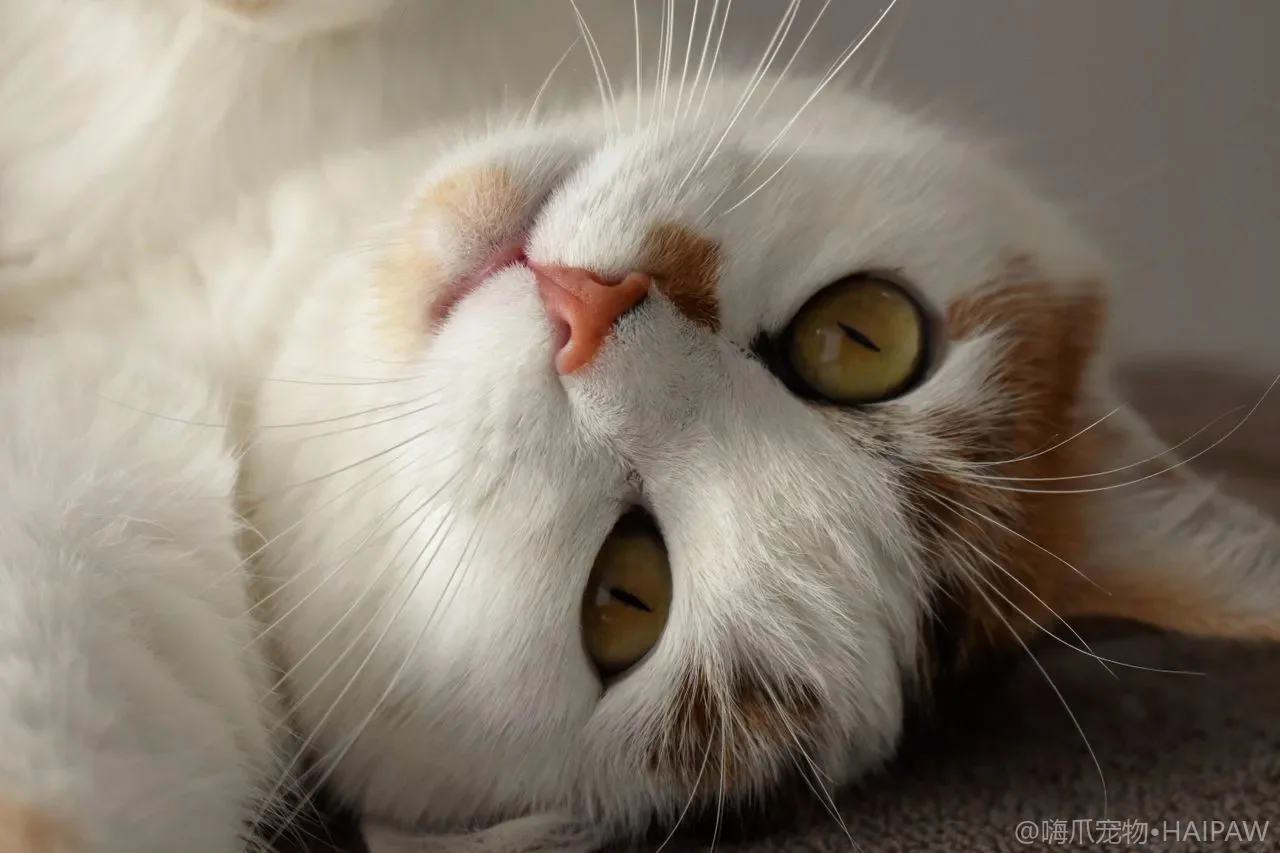 猫咪进入老年期后：慢性病早期筛查与日常健康监测