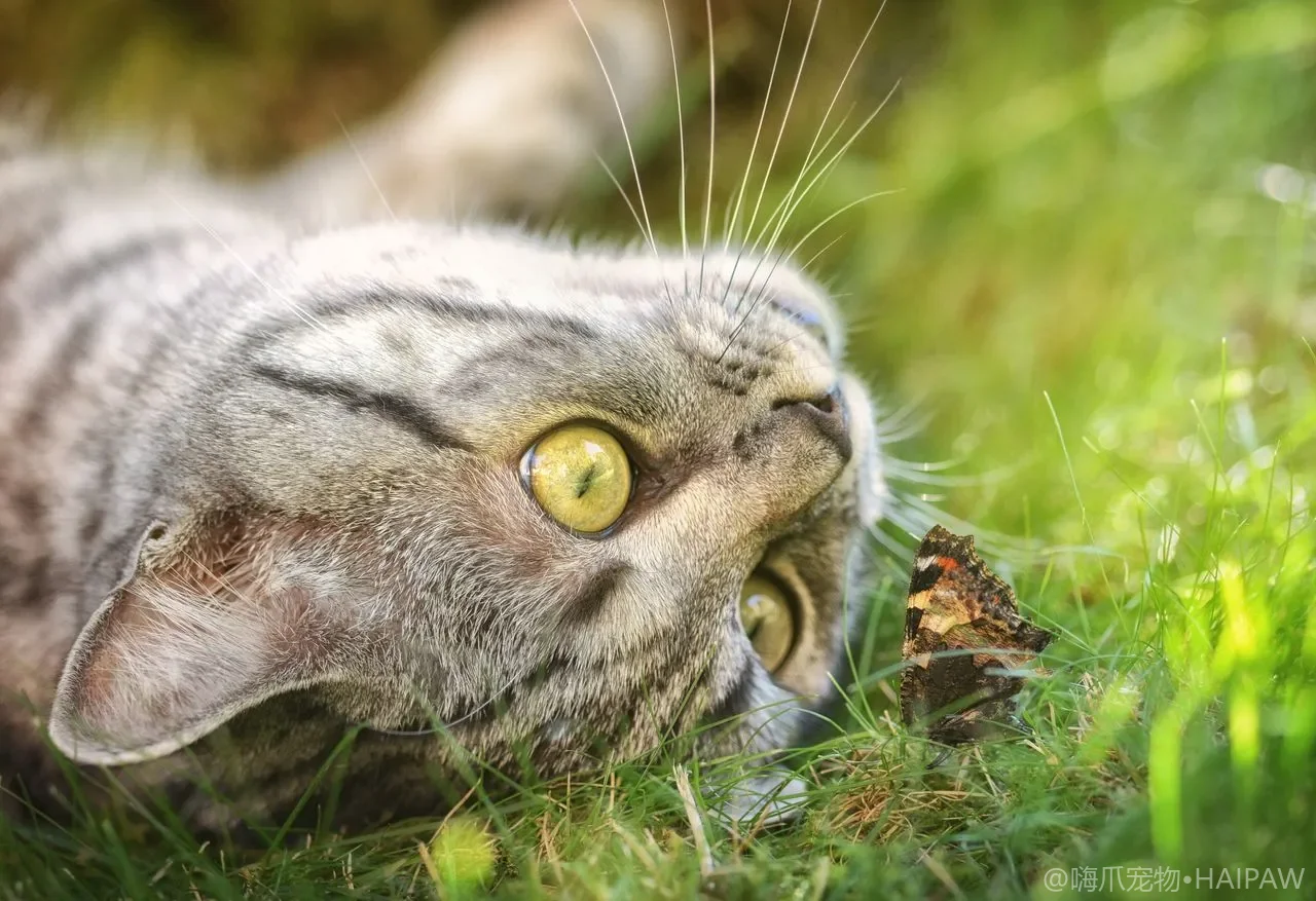 猫咪皮肤瘙痒与耳螨排查：跳蚤、真菌还是过敏？