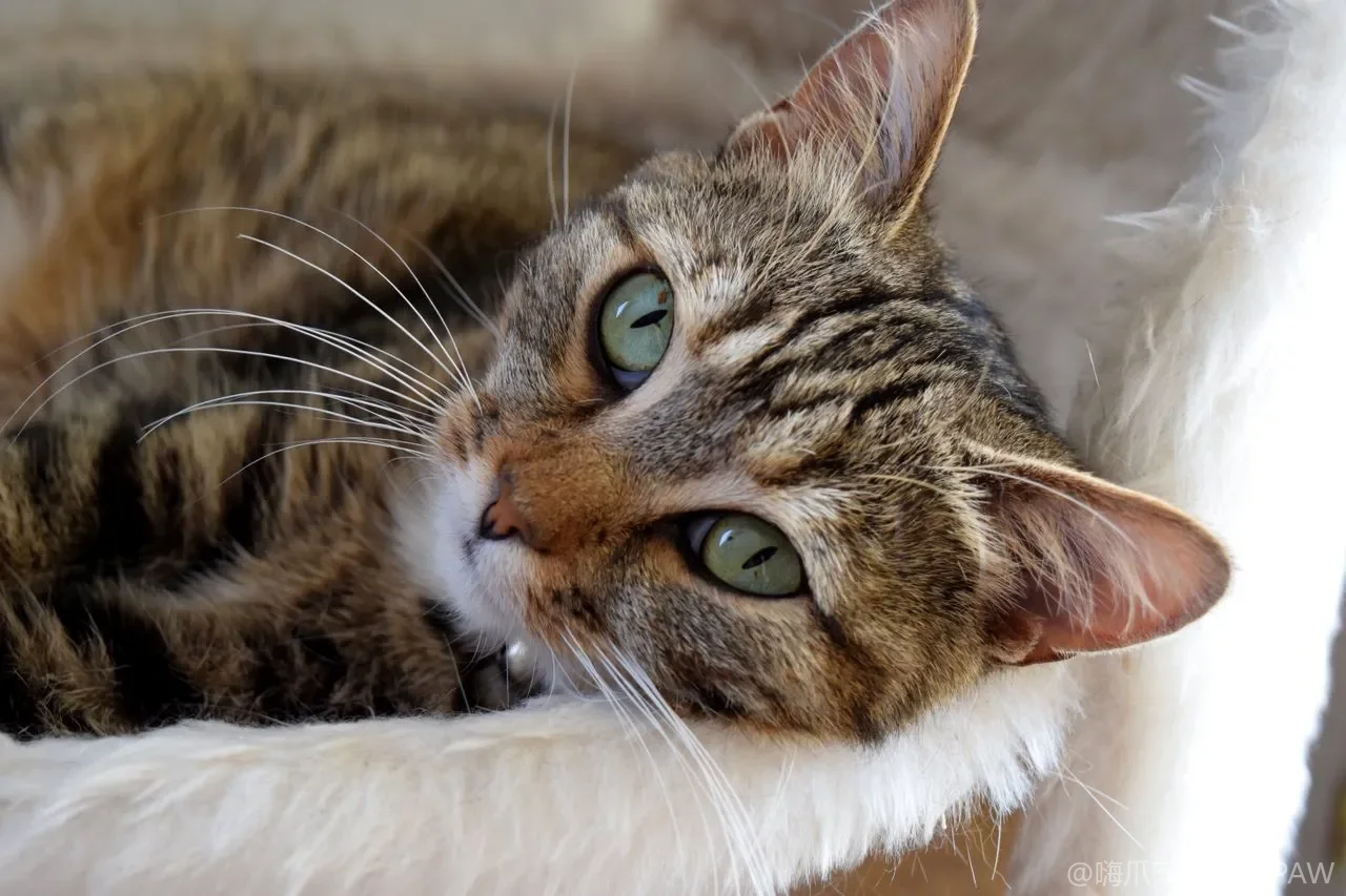 猫咪口腔问题怎么发现？口炎与牙结石的预防护理