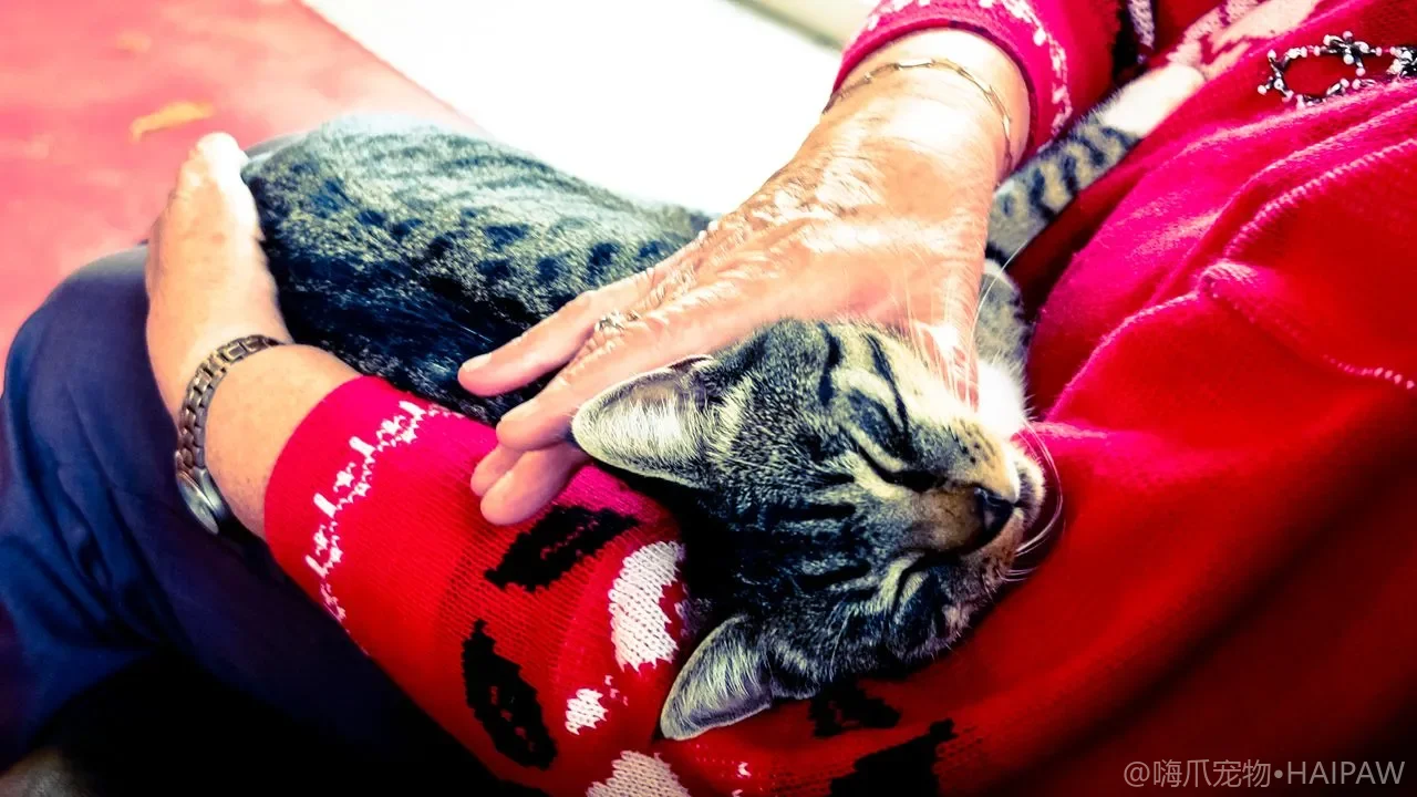 猫抓板怎么选？材质、形态与摆放位置全攻略，拯救你的沙发