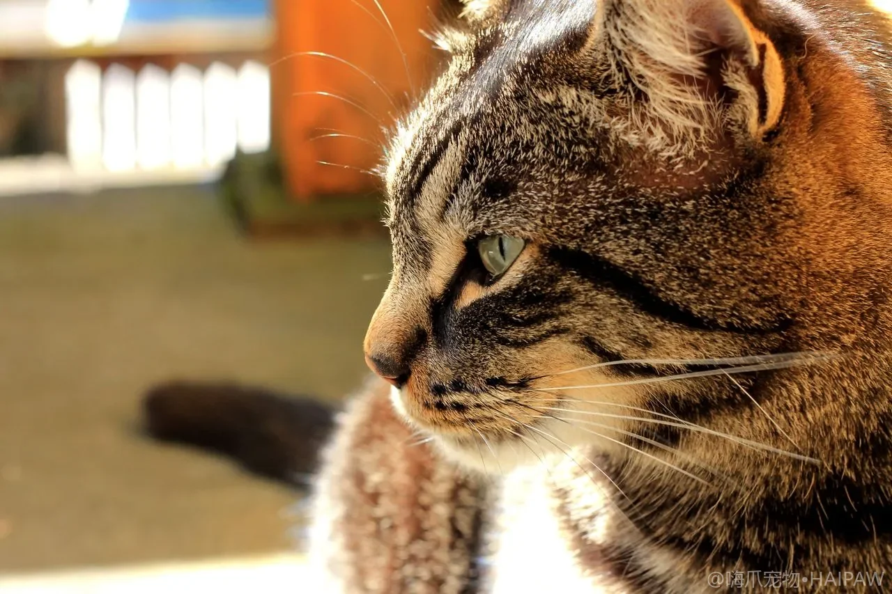 猫玩具怎么选、怎么玩？四大类型、安全红线与轮换保鲜法