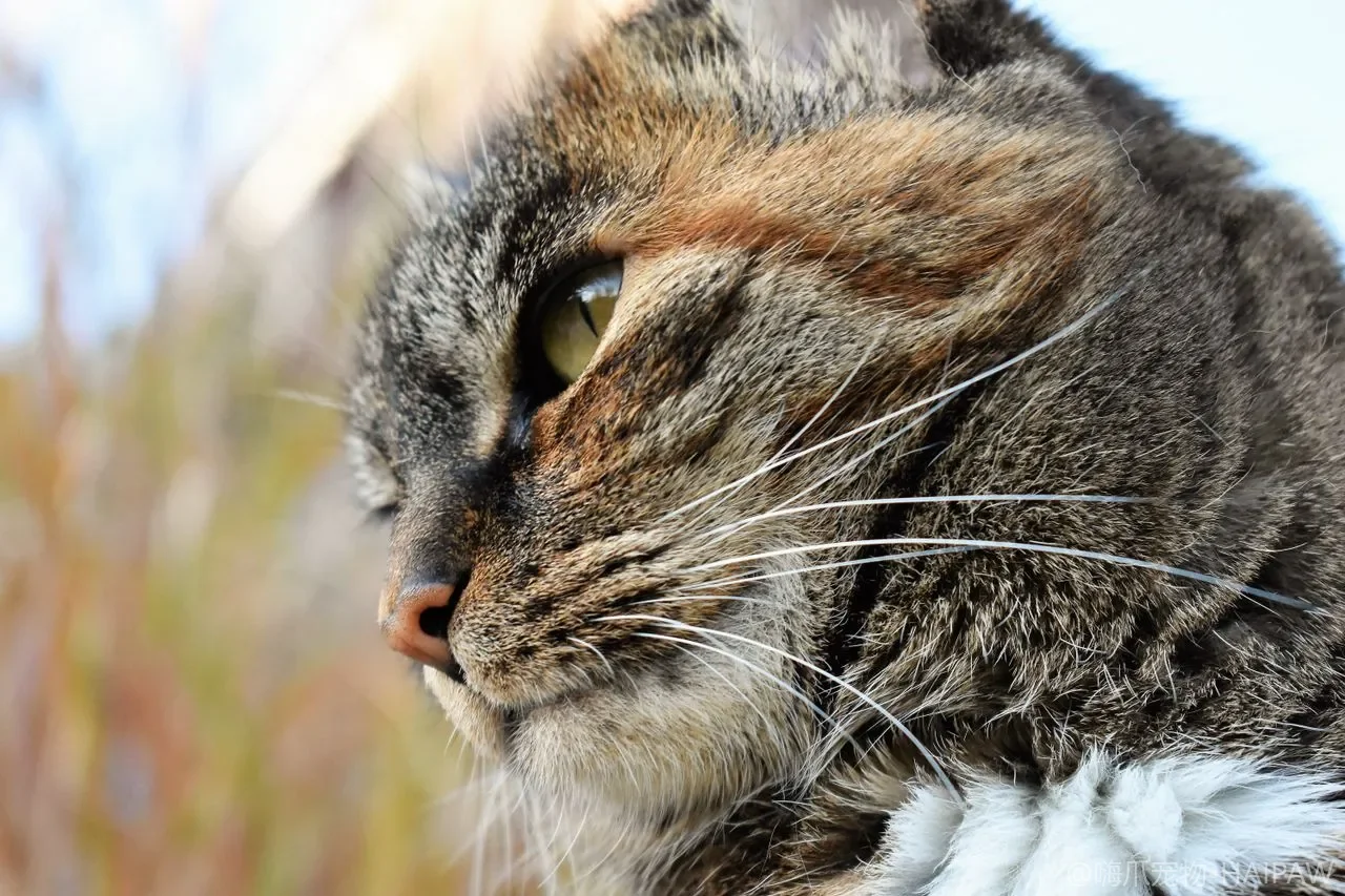 幼猫、成猫、老年猫怎么喂？不同生命阶段的喂养要点