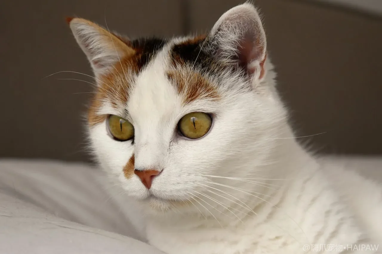 猫咪挑食、厌食怎么办？找准原因再纠正