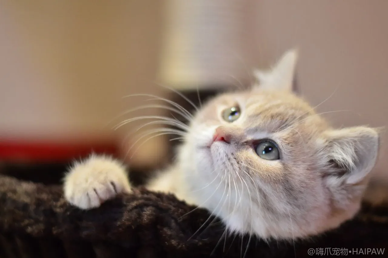 猫咪一天该吃多少？每日热量需求与喂食量计算