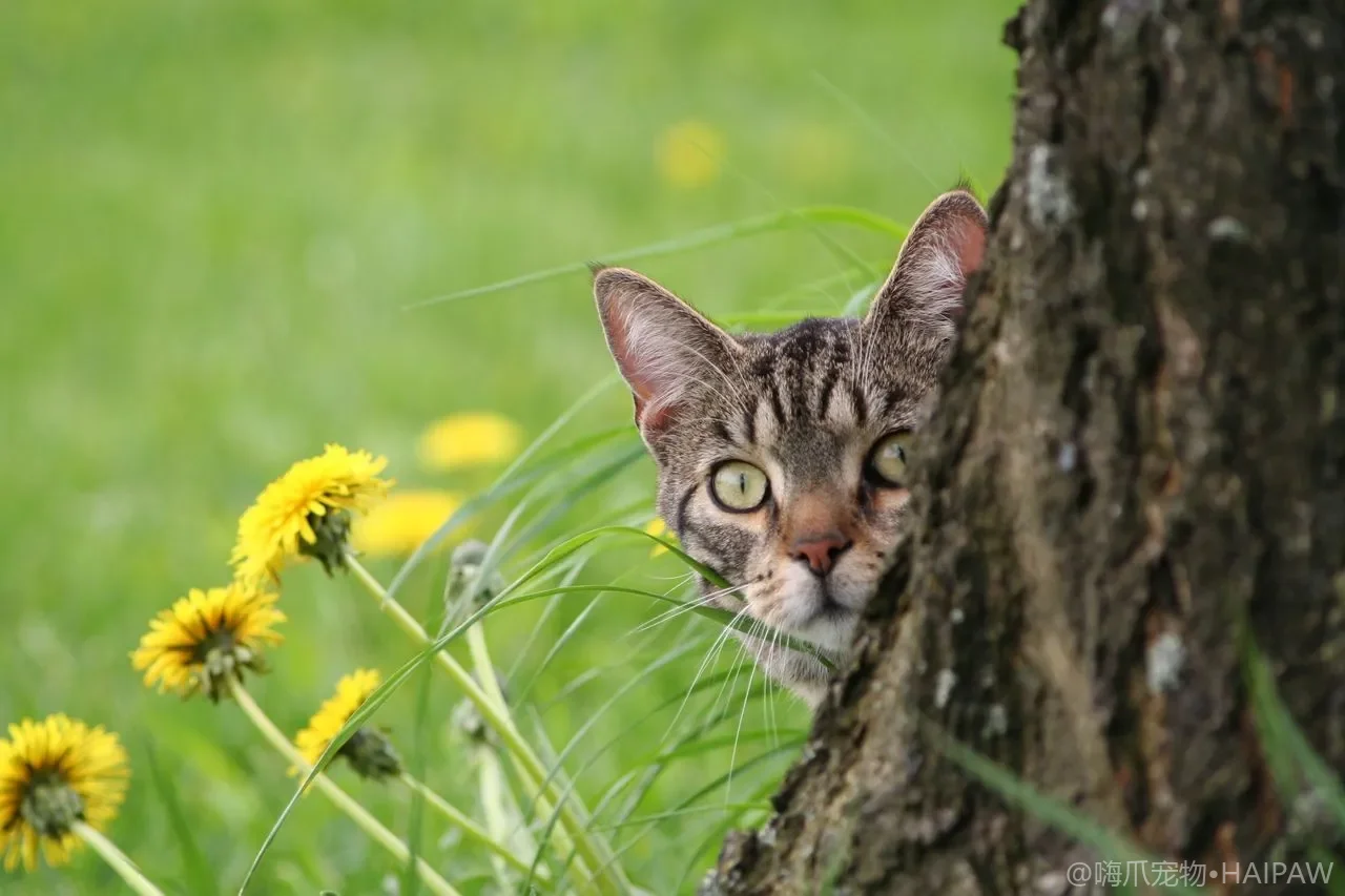 鱼油、益生菌、维生素……猫咪营养补充剂怎么选？