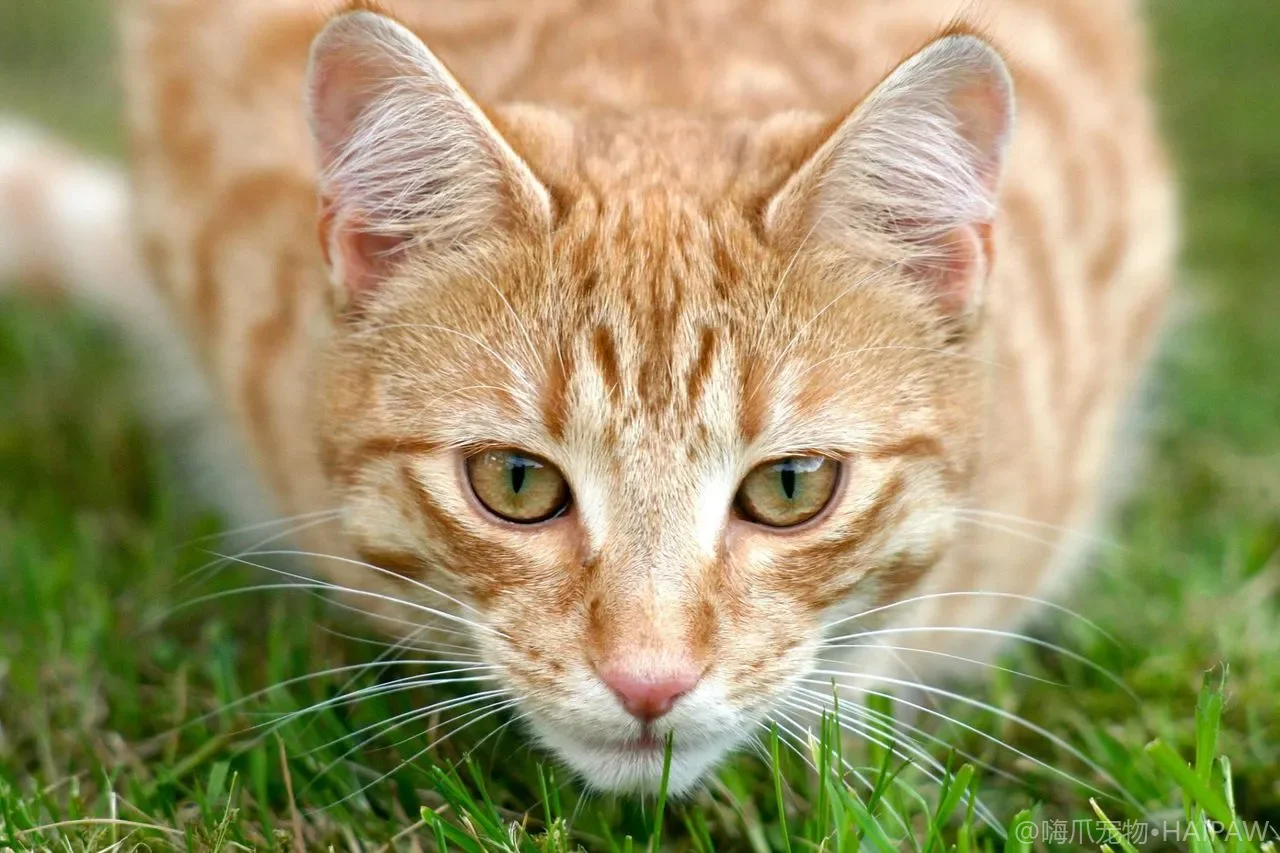 猫咪突然不在猫砂盆上厕所了？压力、疾病与领地行为的排查逻辑