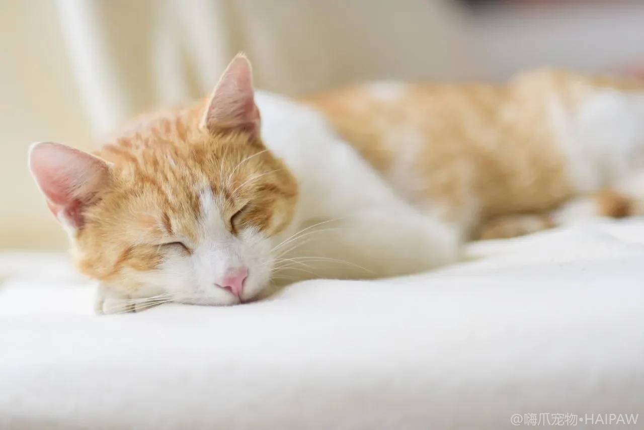 猫咪一直叫个不停？过度喵叫的行为原因与应对策略