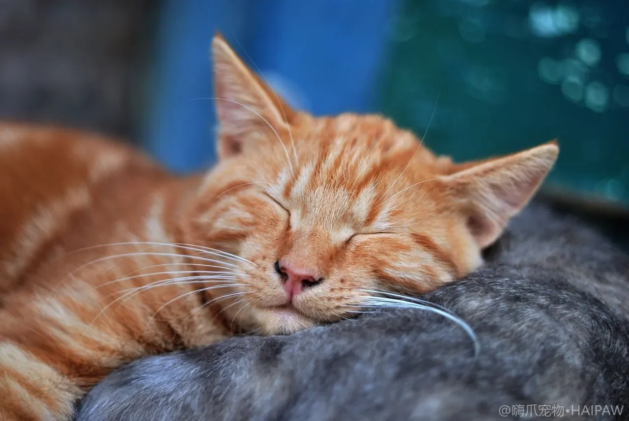 多猫家庭一只猫住院另一只为何焦虑？同伴分离带来的群体应激与留守猫安抚方法