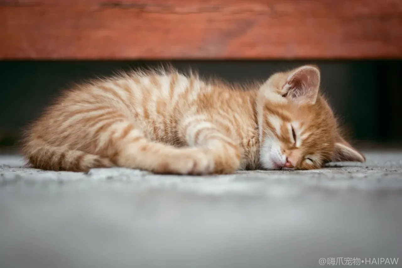 猫砂盆清洁消毒与如厕卫生:预防乱尿和泌尿问题 猫砂盆清洁消毒与如厕卫生:预防乱尿和泌尿问题
