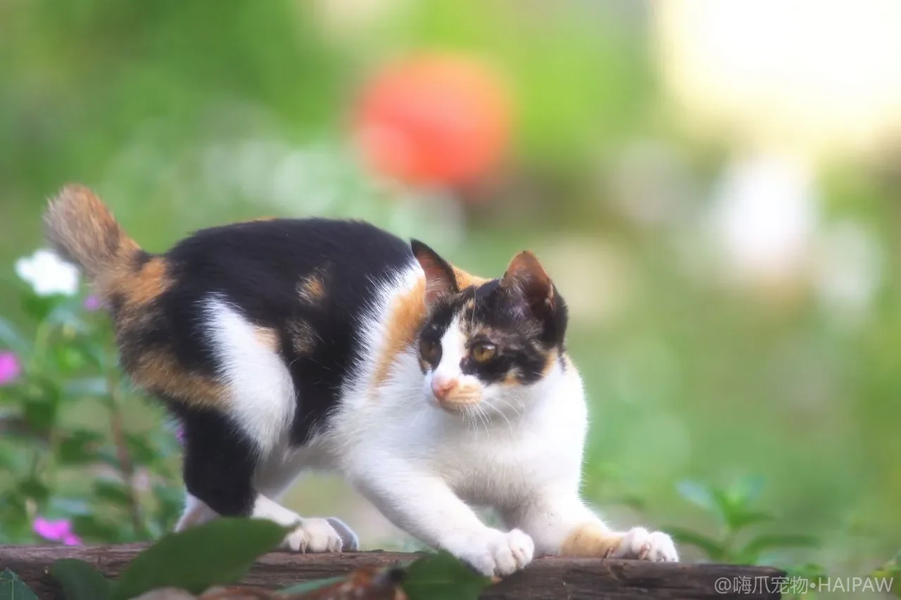 猫咪出行与航空箱适应训练：把箱子变成安全屋