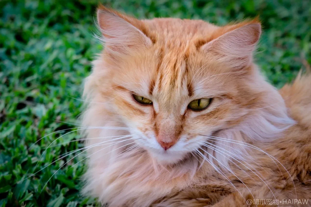 长毛猫美容洗护与打结处理：日常梳毛到洗澡全流程