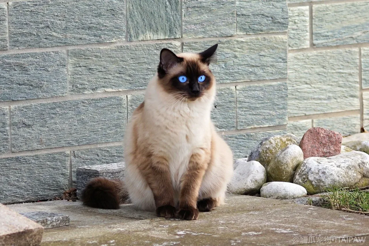 猫咪智能项圈与定位器选购：给会跑的猫加道保险