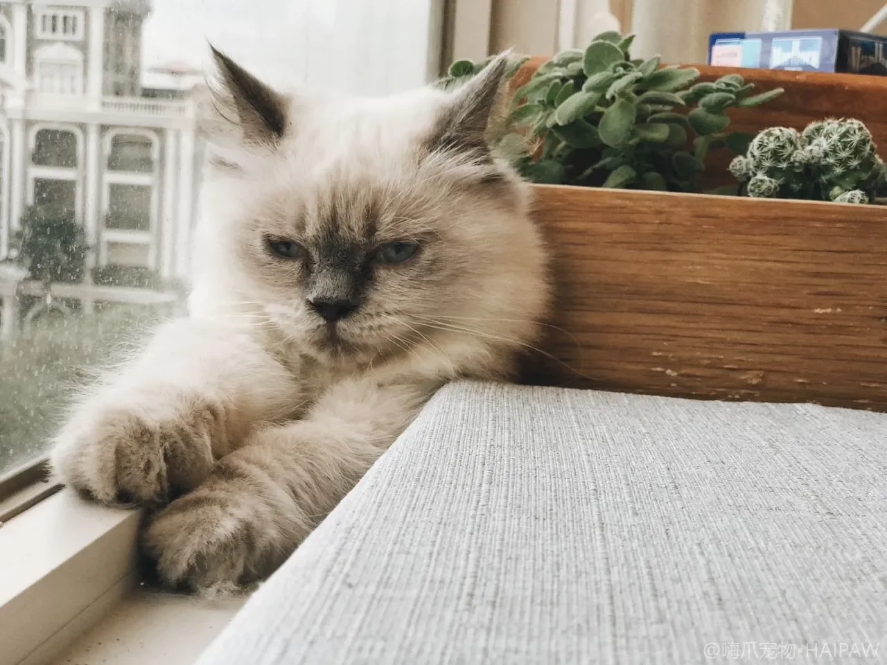 猫砂盆怎么选？开放式、封闭式、顶入式的优缺点与适配分析