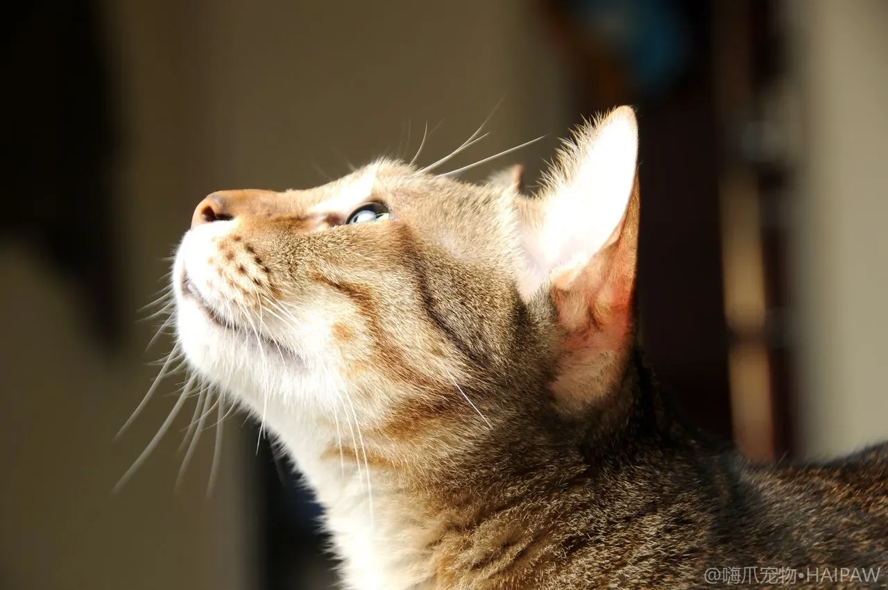 猫咪被毛与皮肤健康全周期管理：换毛季、皮肤问题与日常养护
