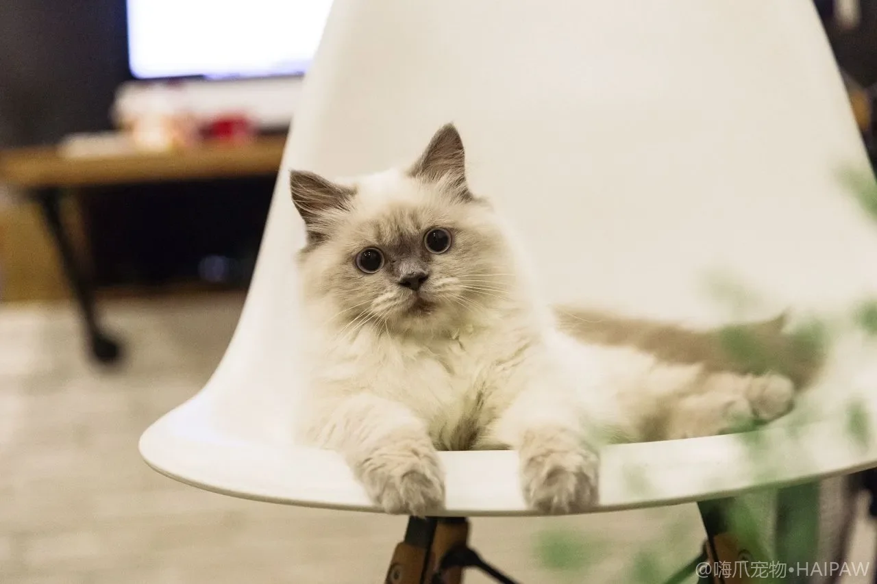 猫咪打喷嚏流鼻涕怎么办?上呼吸道感染的识别与护理 猫咪打喷嚏流鼻涕怎么办?上呼吸道感染的识别与护理