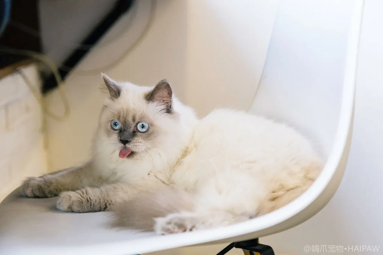 猫咪打喷嚏流鼻涕怎么办？上呼吸道感染的识别与护理
