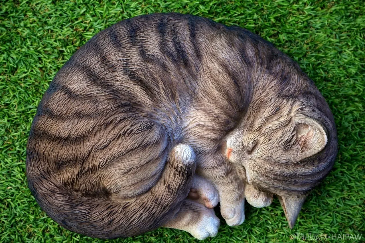 猫饭怎么做才营养均衡？自制猫饭的配方逻辑与风险防范