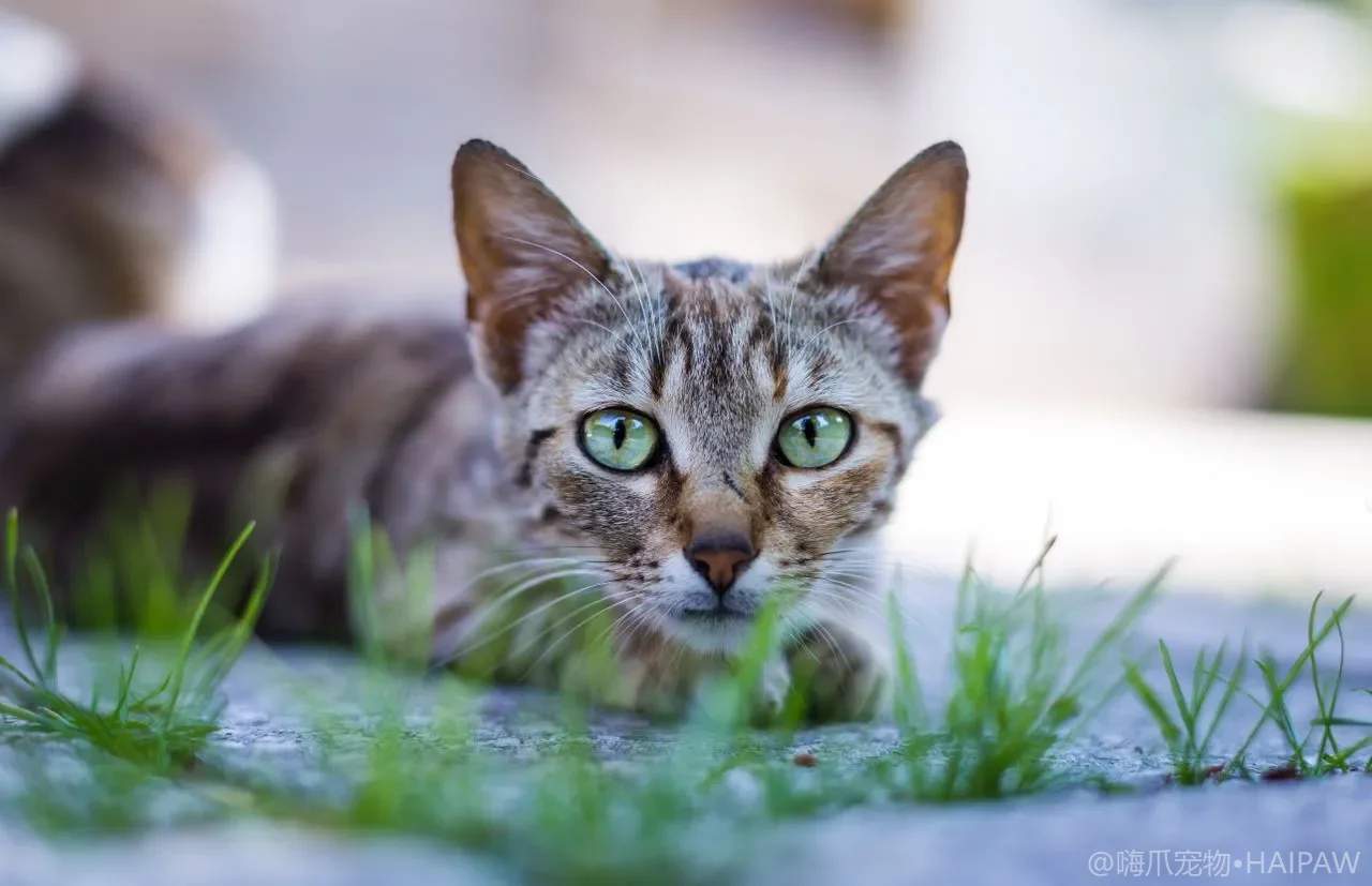 猫碗和饮水机怎么选？材质、高度与饮水量的科学关系