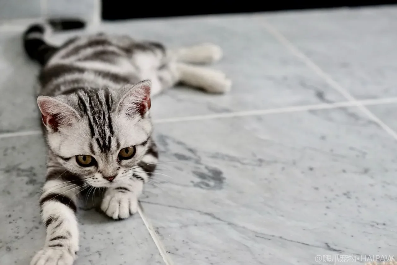 猫砂铺多厚最合适？猫砂深度、清理频率与用量的科学管理
