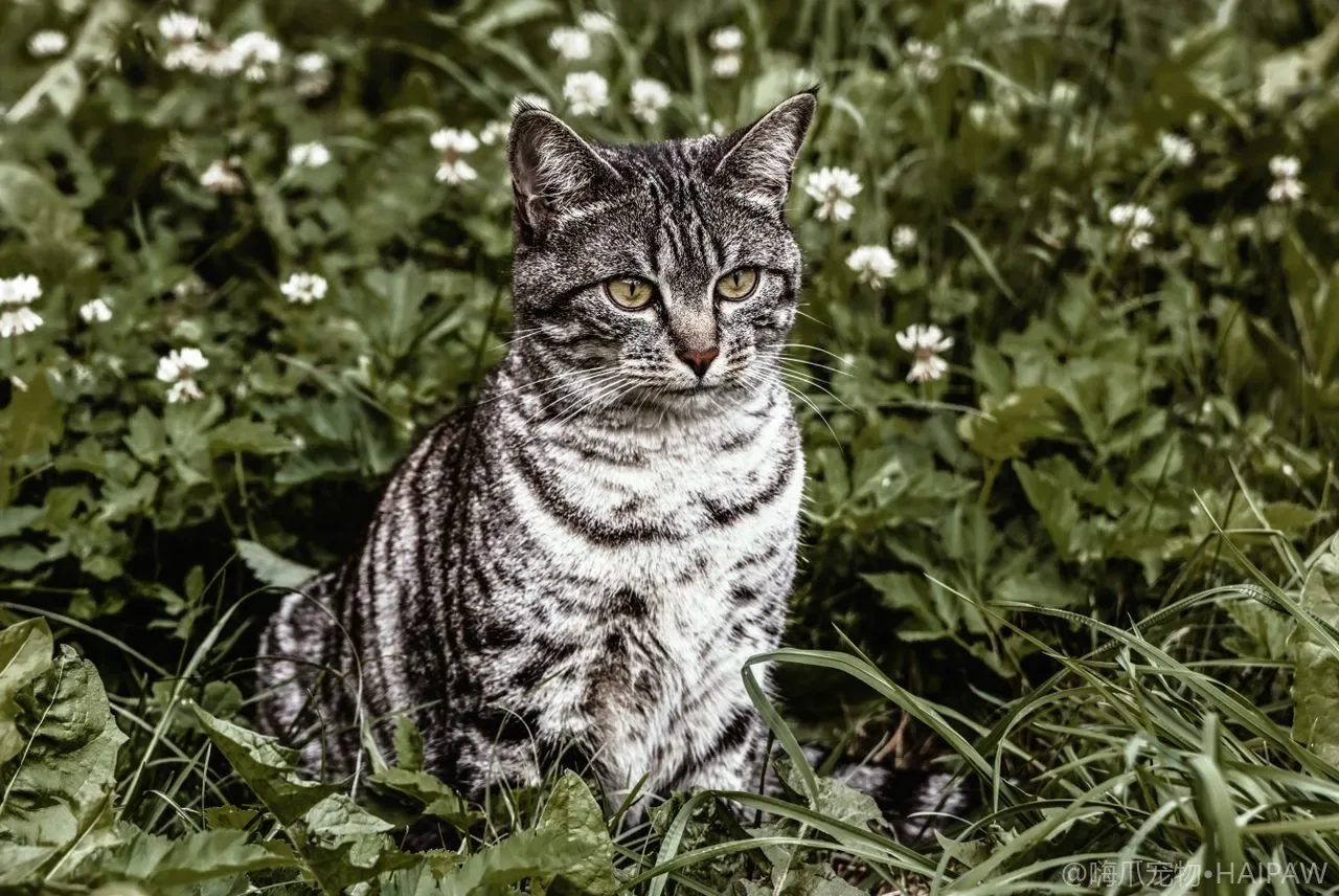 猫咪独处时会焦虑吗？分离焦虑的识别、预防与行为纠正