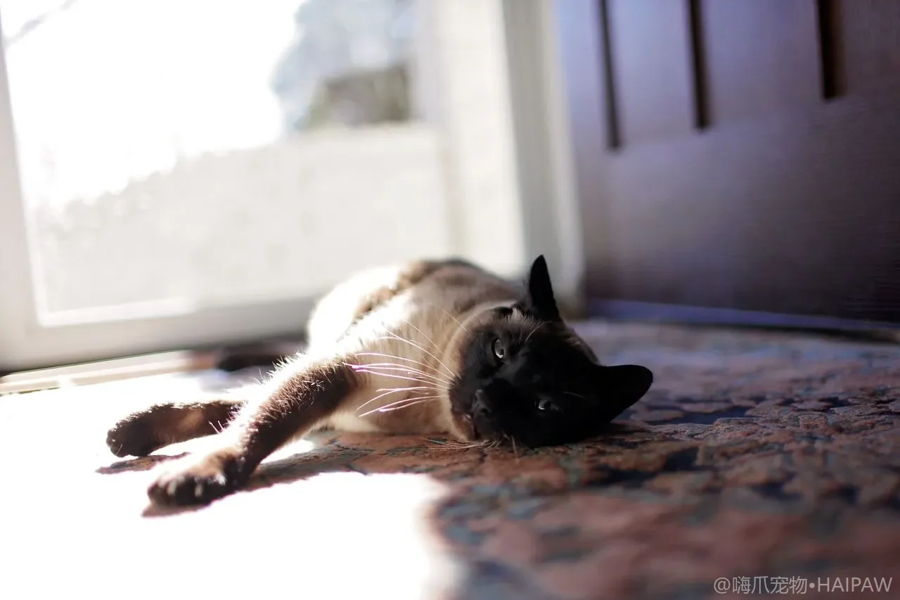 猫咪指甲与爪垫健康护理：从日常修剪到异常问题的排查处理