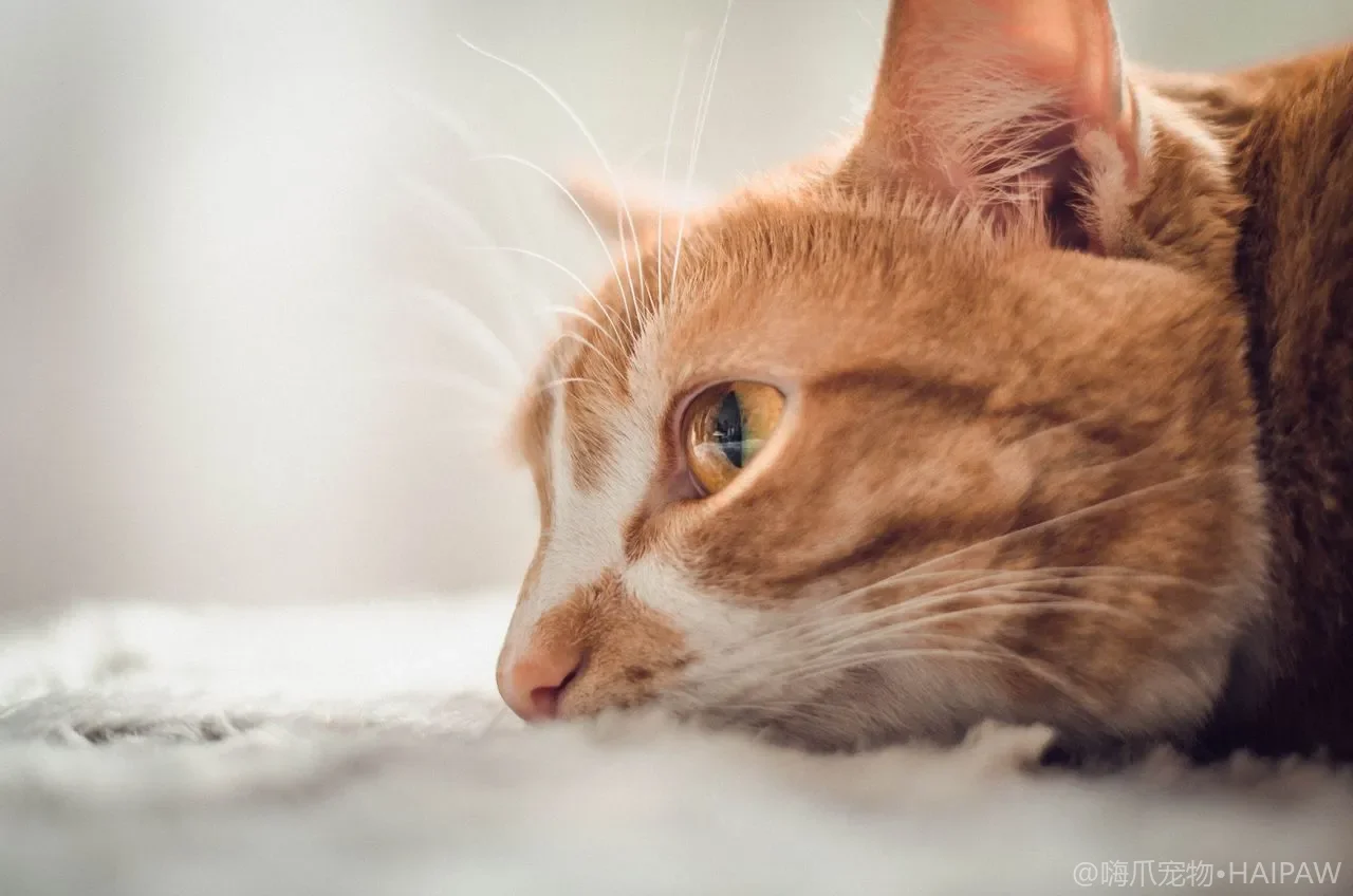 猫咪糖尿病早期信号与居家管理：从多饮多尿到胰岛素注射的实操手册