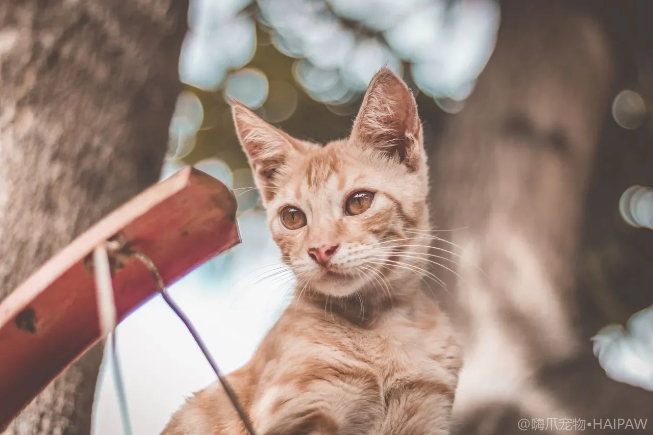 猫咪食物过敏怎么办？排除饮食法的执行流程与长期管理策略