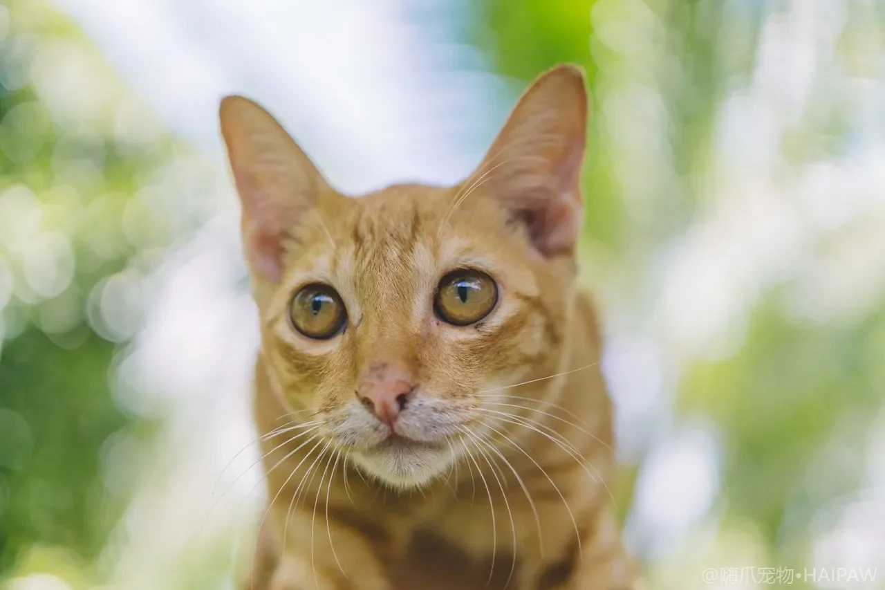 猫咪垂直空间怎么打造？猫爬架、猫跳板与窗台观鸟位的设置指南