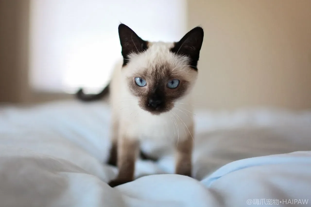 奶猫怎么养？0–8周龄孤儿幼猫人工哺育、保暖与排泄刺激全攻略