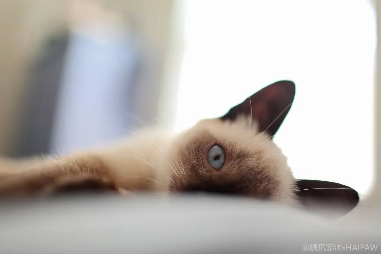 没满月的小猫怎么喂养？从冲奶到排便，手把手教你养活奶猫