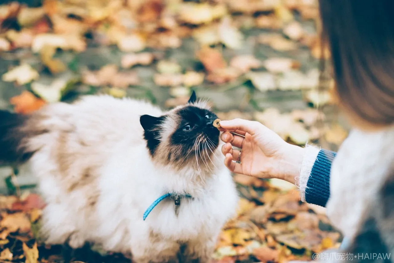 猫砂盆里铺多层不同猫砂真的有用吗？从分层铺砂原理看清洁效率与猫接受度的对比