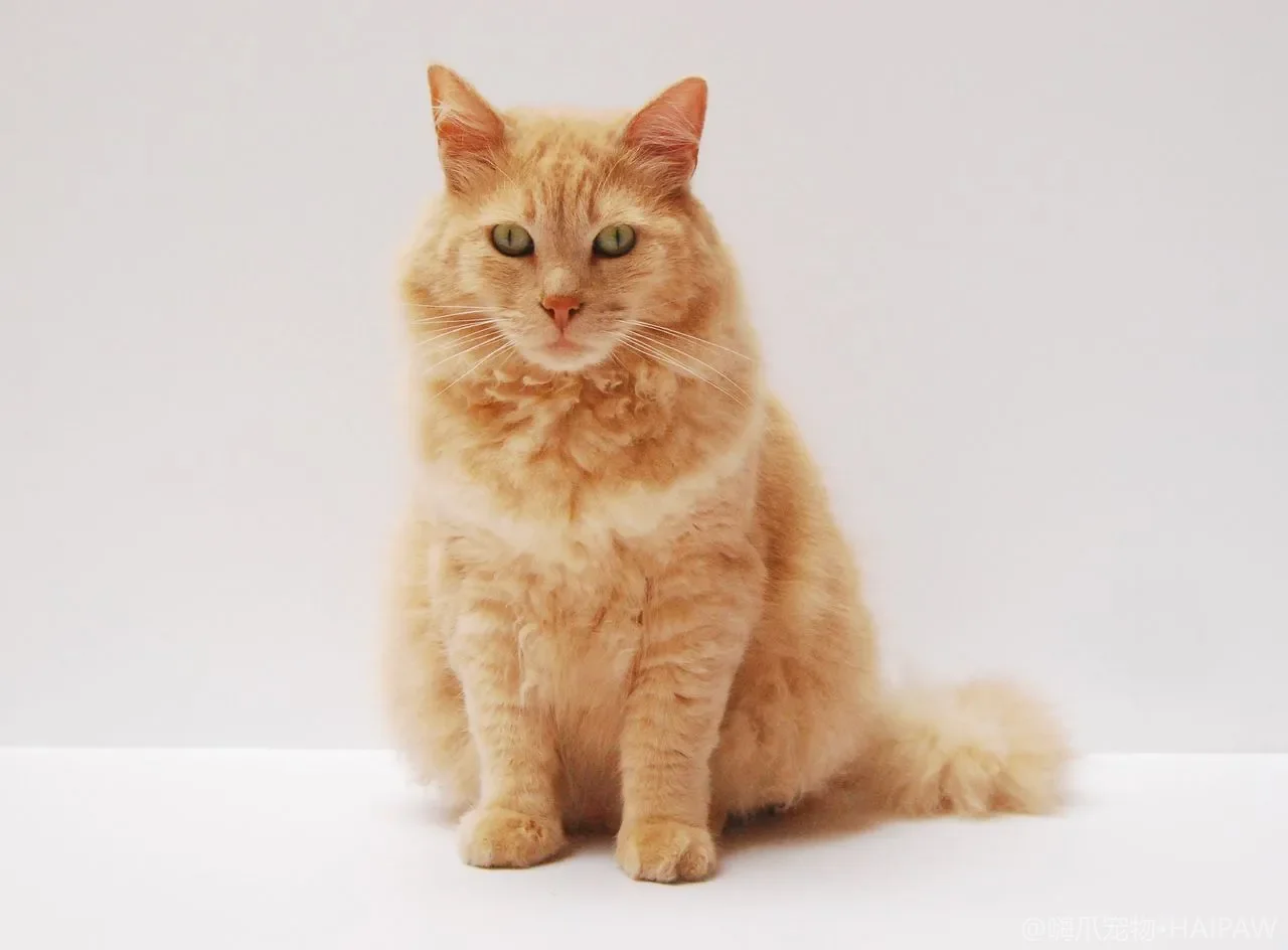 猫砂盆放哪里它才肯用？数量摆位与多猫动线的避坑摆放指南