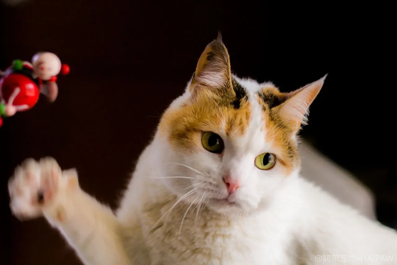 猫咪肥胖怎么办？从体态评估到科学减肥，全面解读喵星人的体重管理