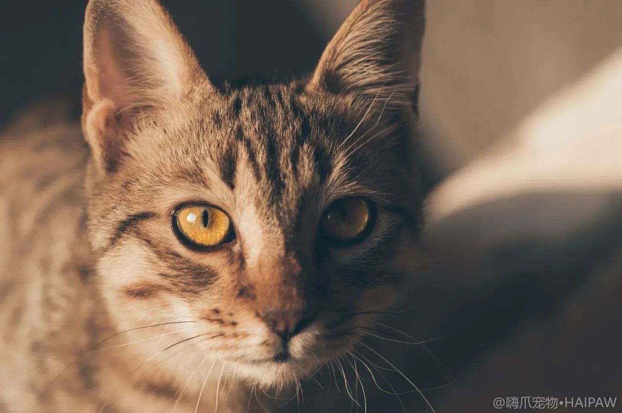 猫猫拉肚子拉稀怎么办?从禁食到就医,全面解读猫咪腹泻的科学应对方案 猫猫拉肚子拉稀怎么办?从禁食到就医,全面解读猫咪腹泻的科学应对方案