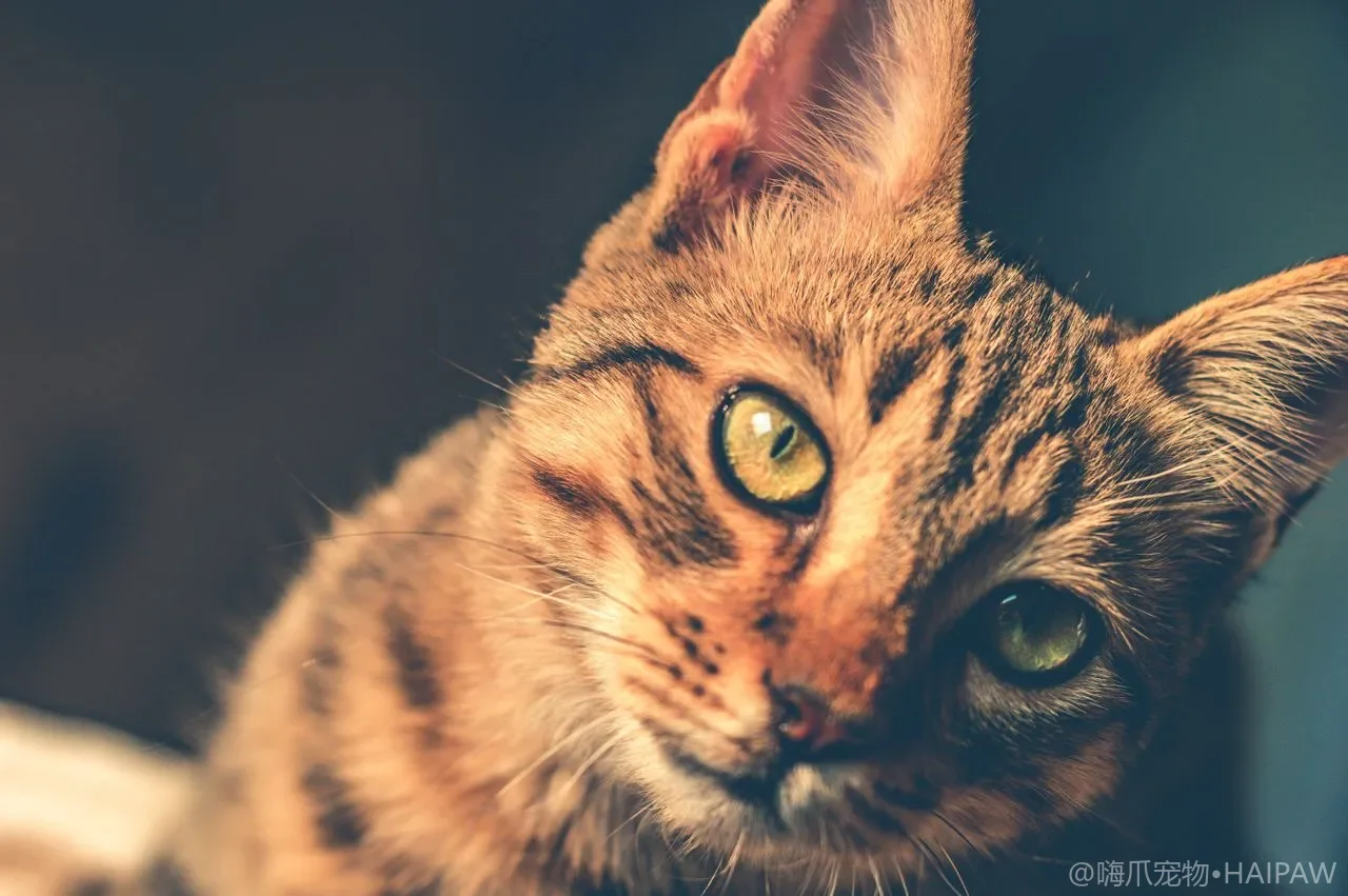 猫砂盆选封闭式还是敞开式？两种盆型优缺点、猫咪接受度与选购决策全对比