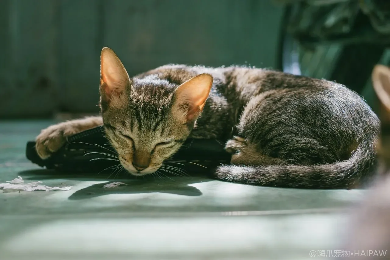 猫咪跑丢了还能找到家吗？从行为规律到科学寻回，全面解读走失猫咪的回家之路