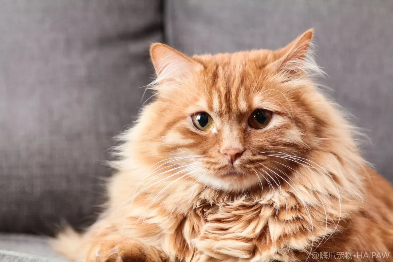 猫咪能不能吃人吃的食物？200+种常见食材的安全分级与喂食原则