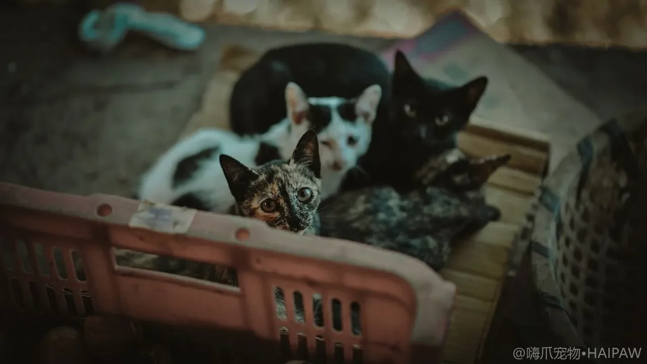 猫咪处方粮怎么选、怎么喂？肾病、泌尿、肠胃处方粮使用要点