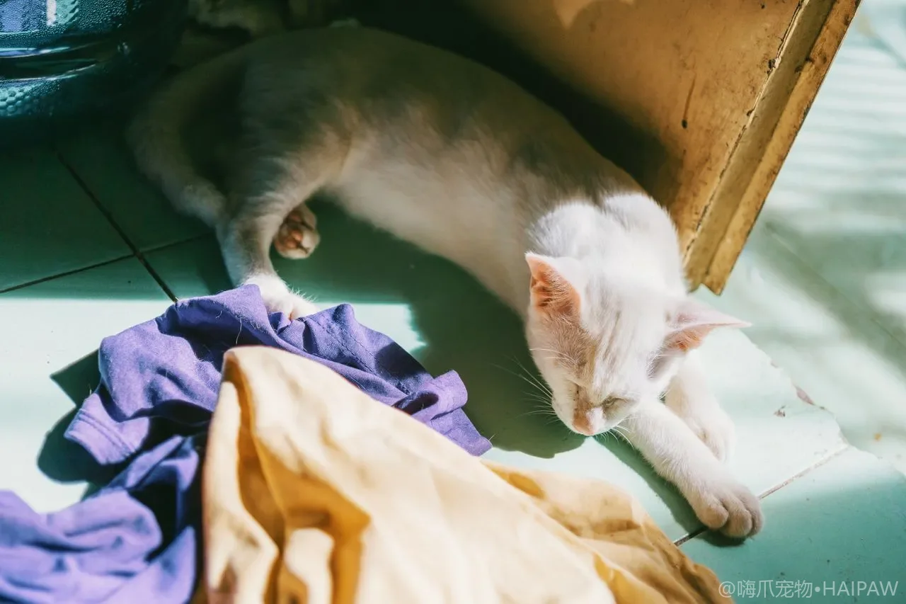 猫粮成分表怎么看？教你读懂配料表、营养保证值与避坑
