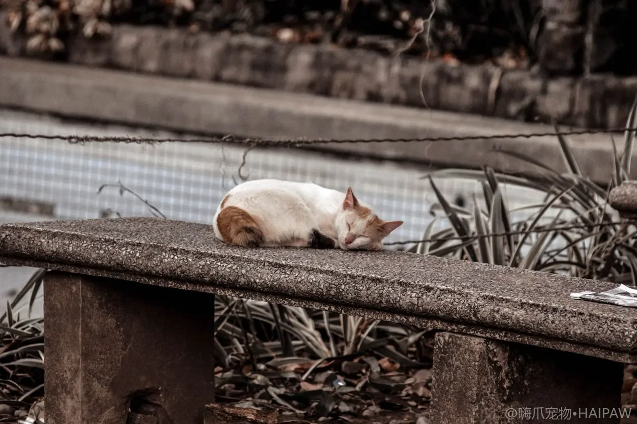 猫草怎么种、有什么用？化毛助消化与家庭水培全指南