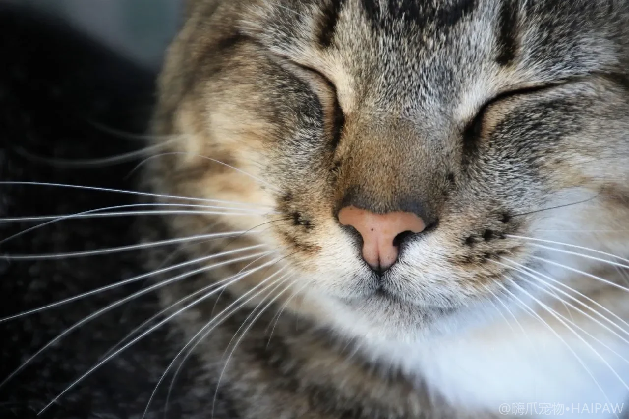 猫咪一天喂几次好？分年龄段喂食频次、定时与自由采食全指南