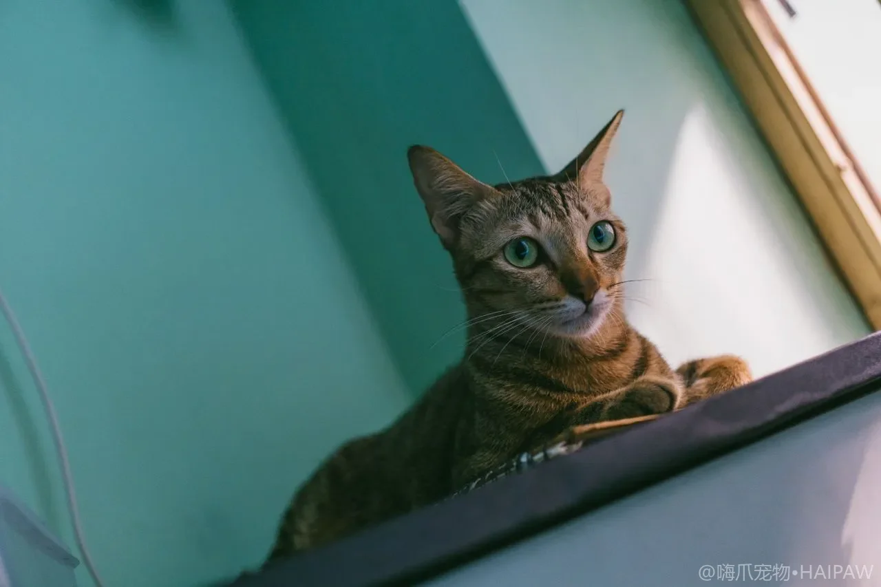 猫粮蛋白质来源怎么选？鸡肉牛肉鱼肉鸭肉兔肉全面对比