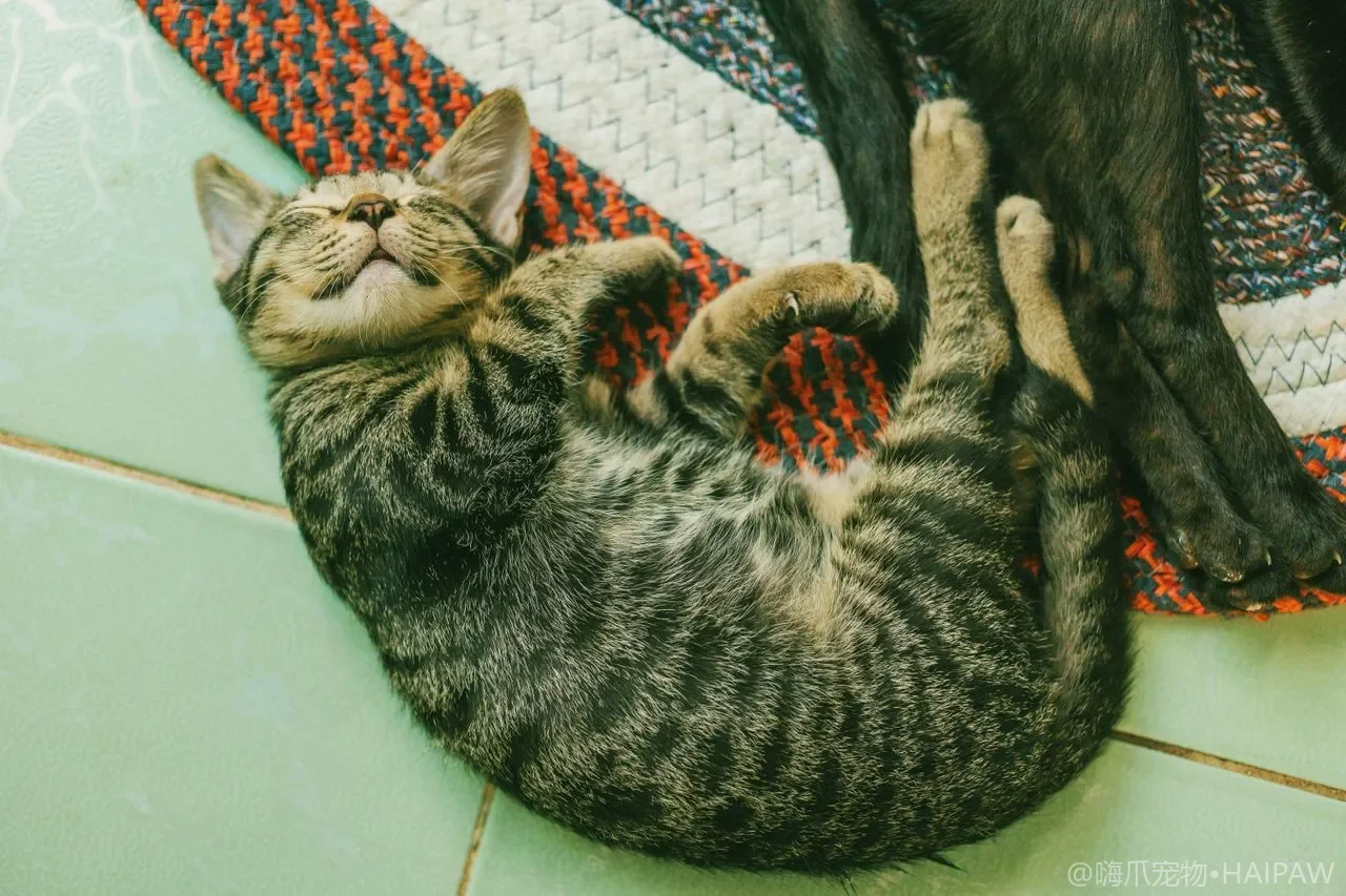 猫的钙磷平衡有多重要?矿物质补充与比例避坑 猫的钙磷平衡有多重要?矿物质补充与比例避坑