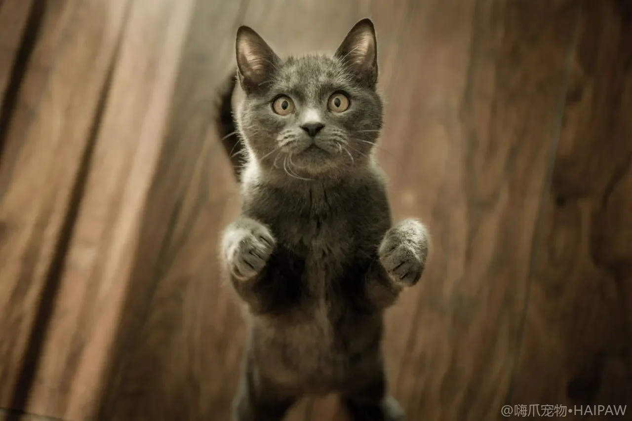 无谷猫粮是智商税还是真需要：谣言与真相对照