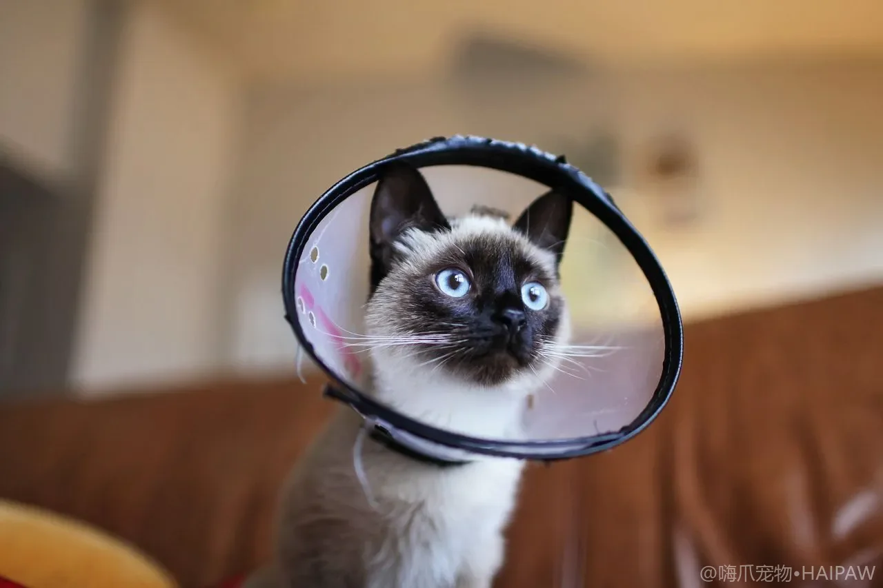 猫咪膳食纤维与肠道健康：适量补充才有效